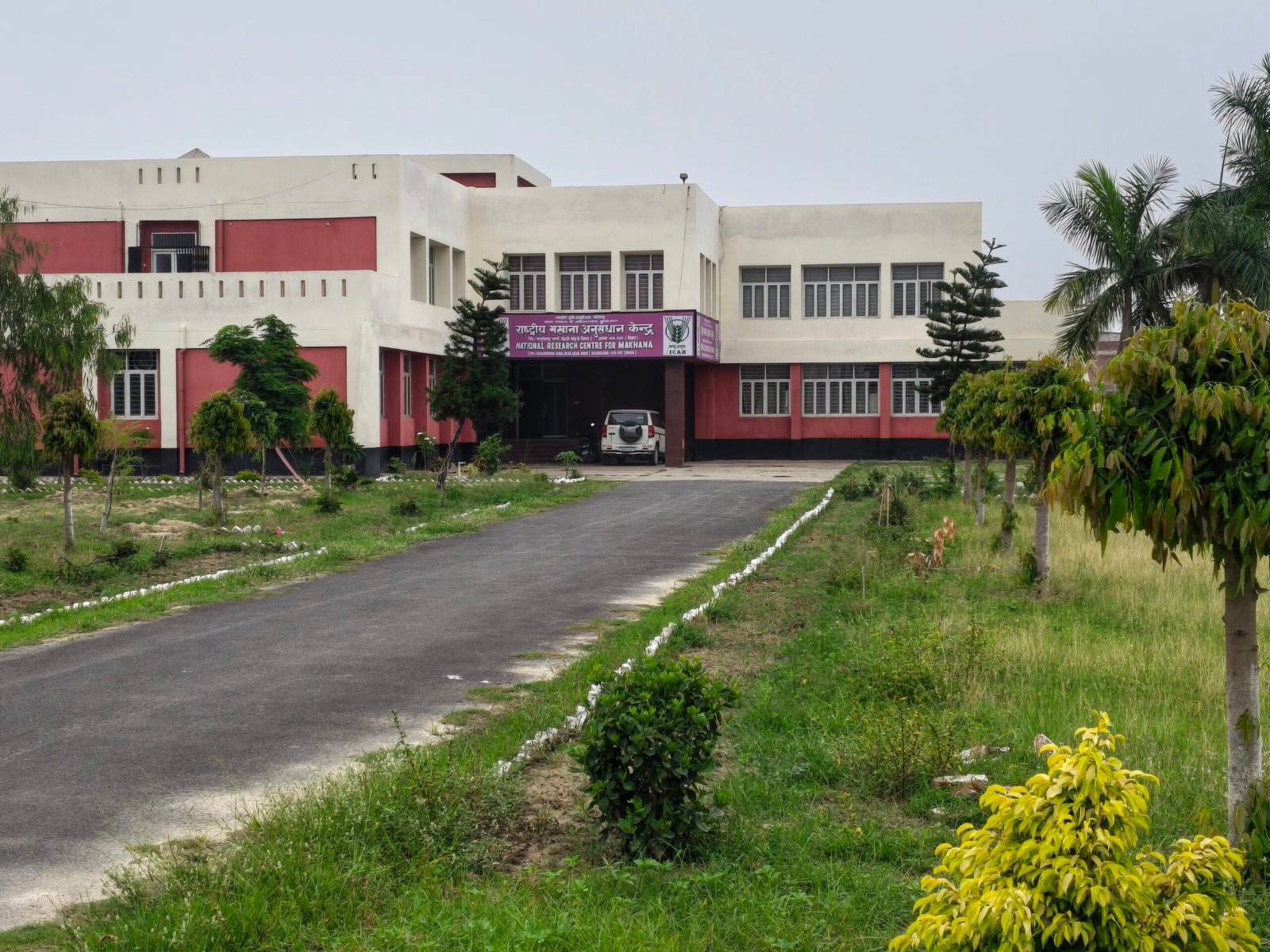 Makhana
