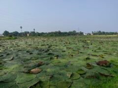 Makhana